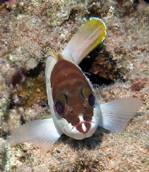 Grouper taken in Sharksbay with Olumpus SP-350 by Anel Van Veelen 